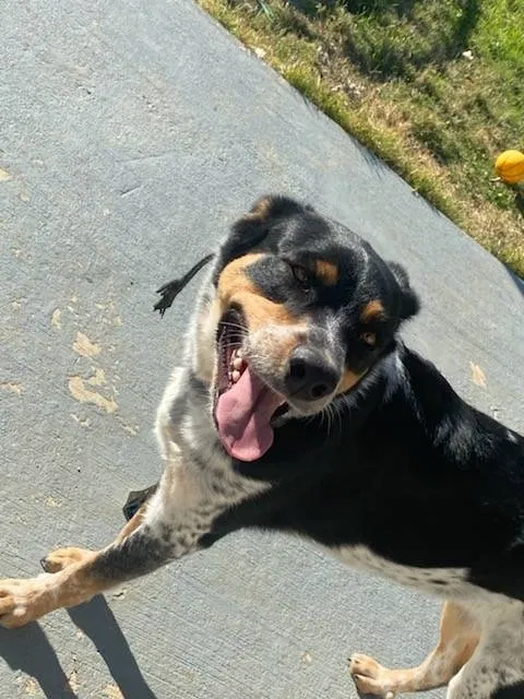 Lost dog in Lancaster, TX, 75146