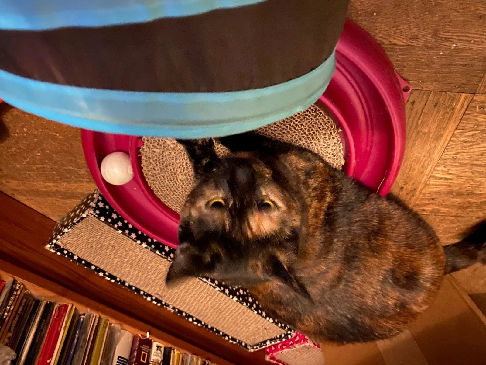 Lost cat in Brooklyn, NY, 11201