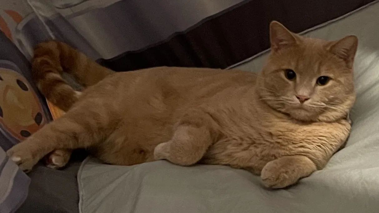 Lost cat in Greensboro, NC, 27410