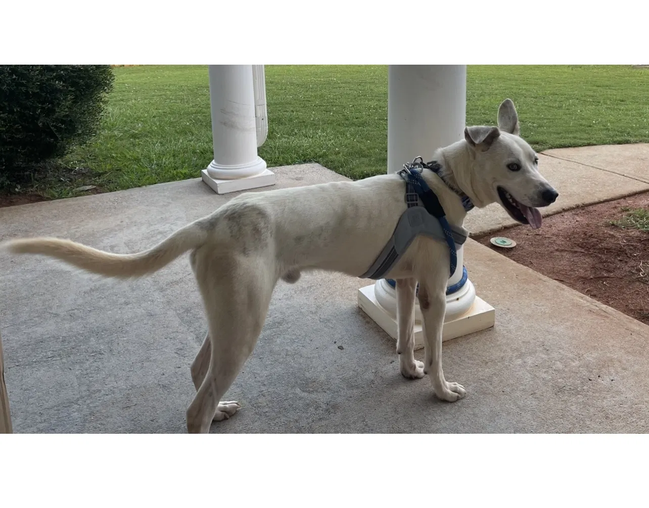 Lost dog in Stockbridge, GA, 30281