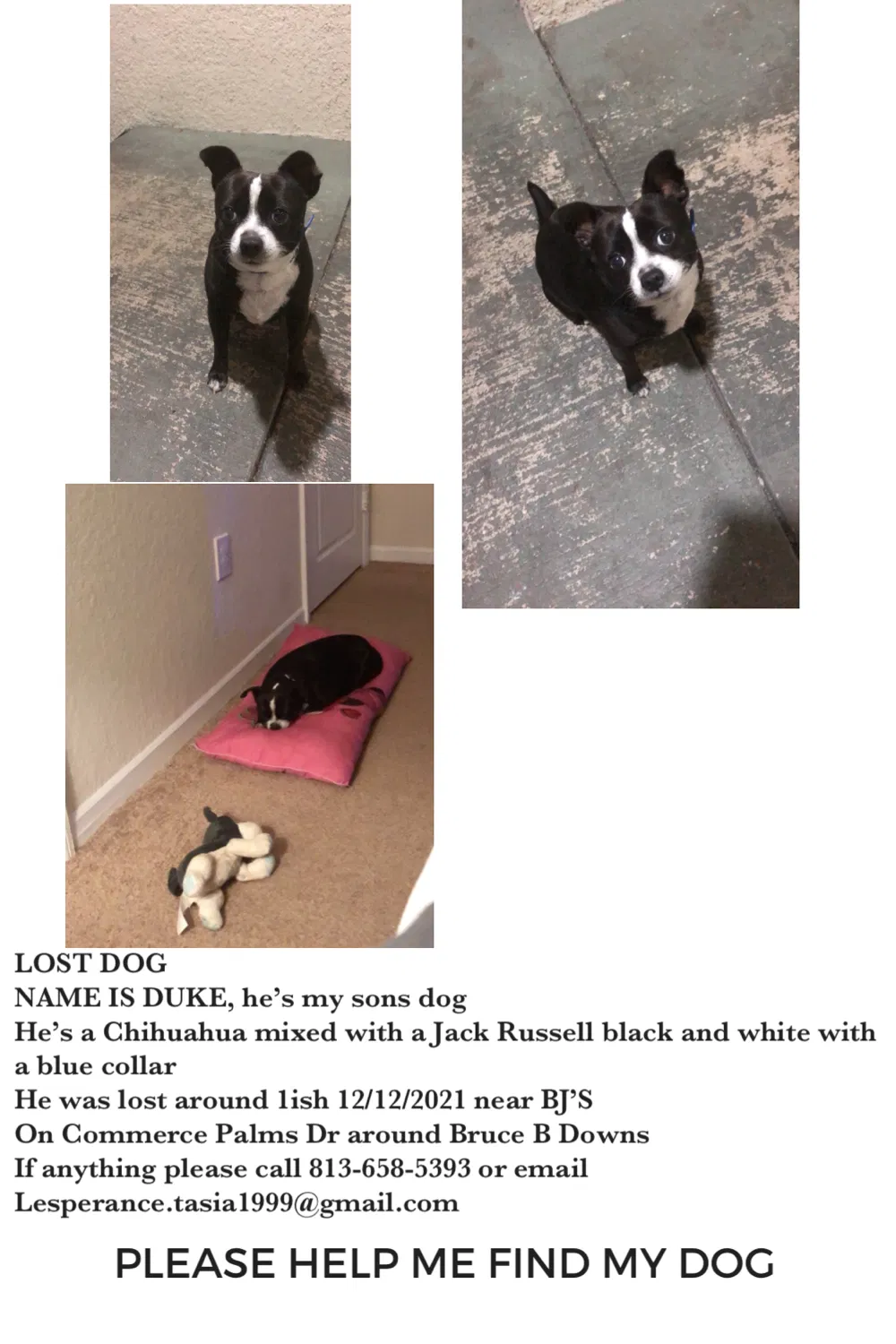 Lost dog in Tampa, FL, 33647