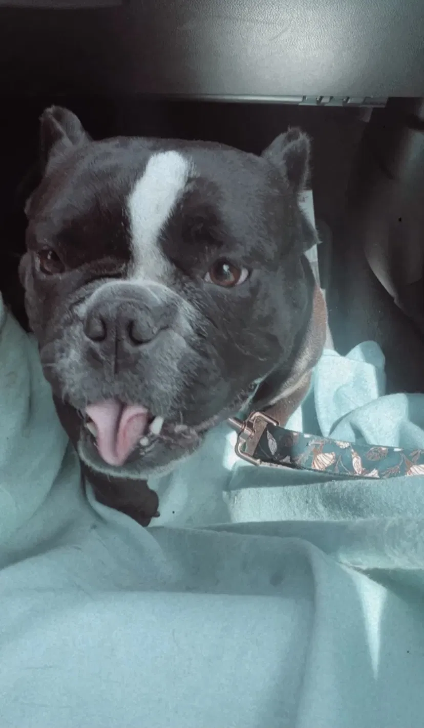 Lost dog in La Puente, CA, 91744