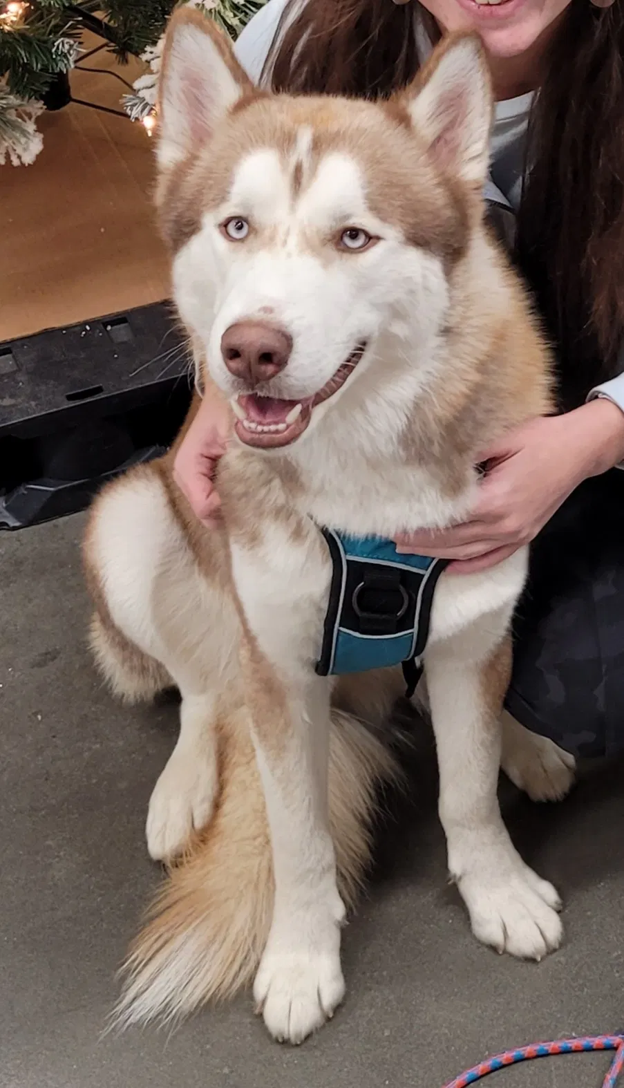 Lost dog in Chuckey, TN, 37641