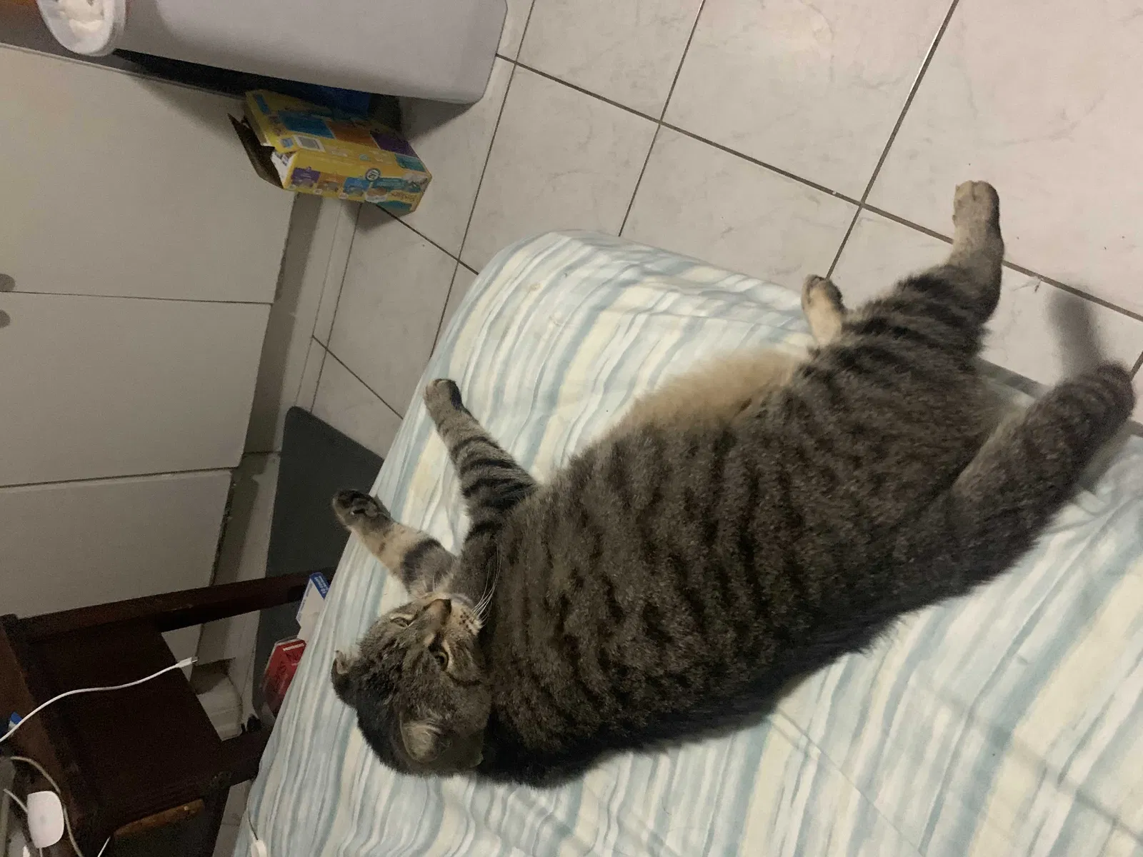 Lost cat in West Palm Beach, FL, 33415