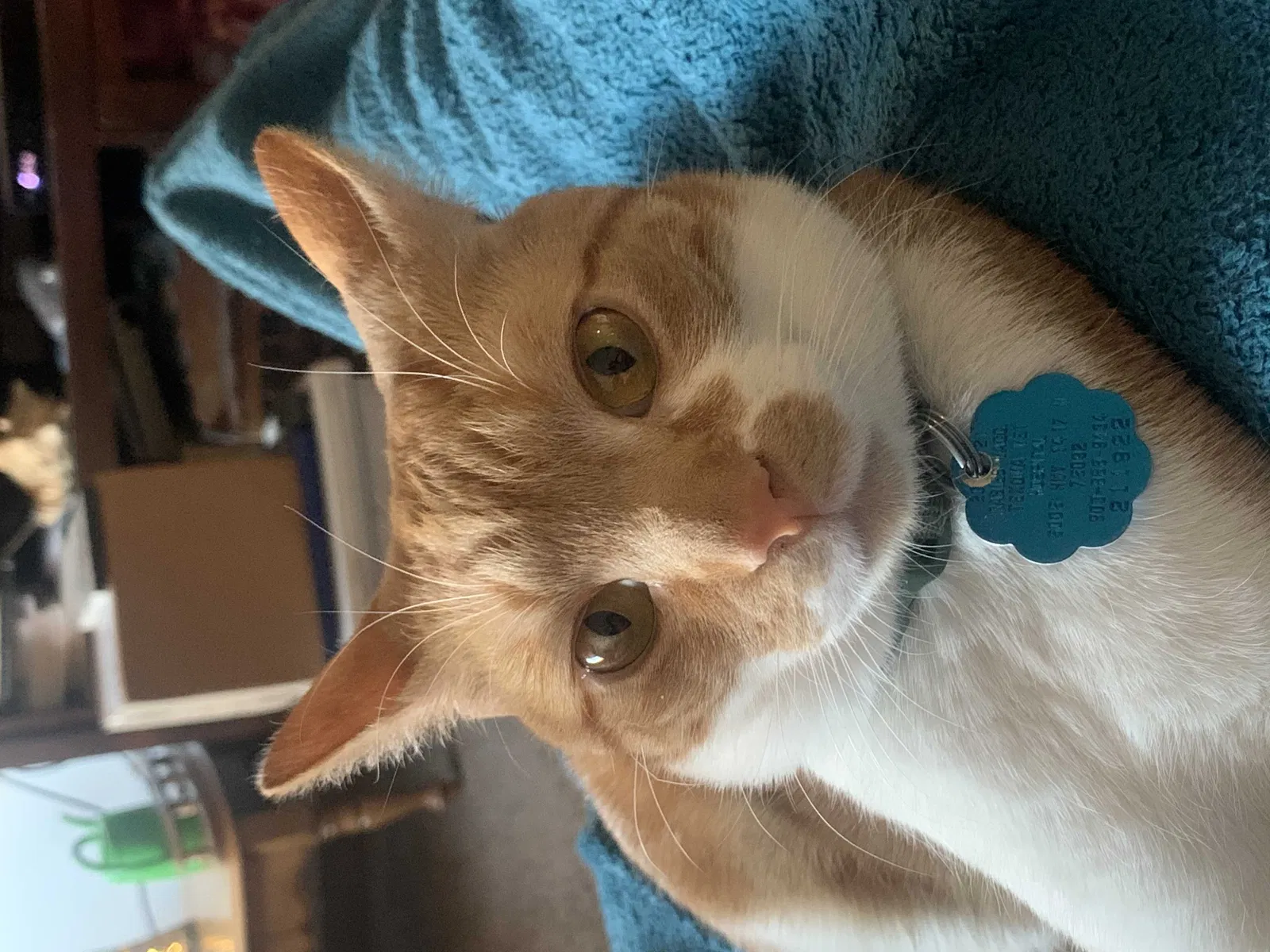 Lost cat in Pueblo, CO, 81001