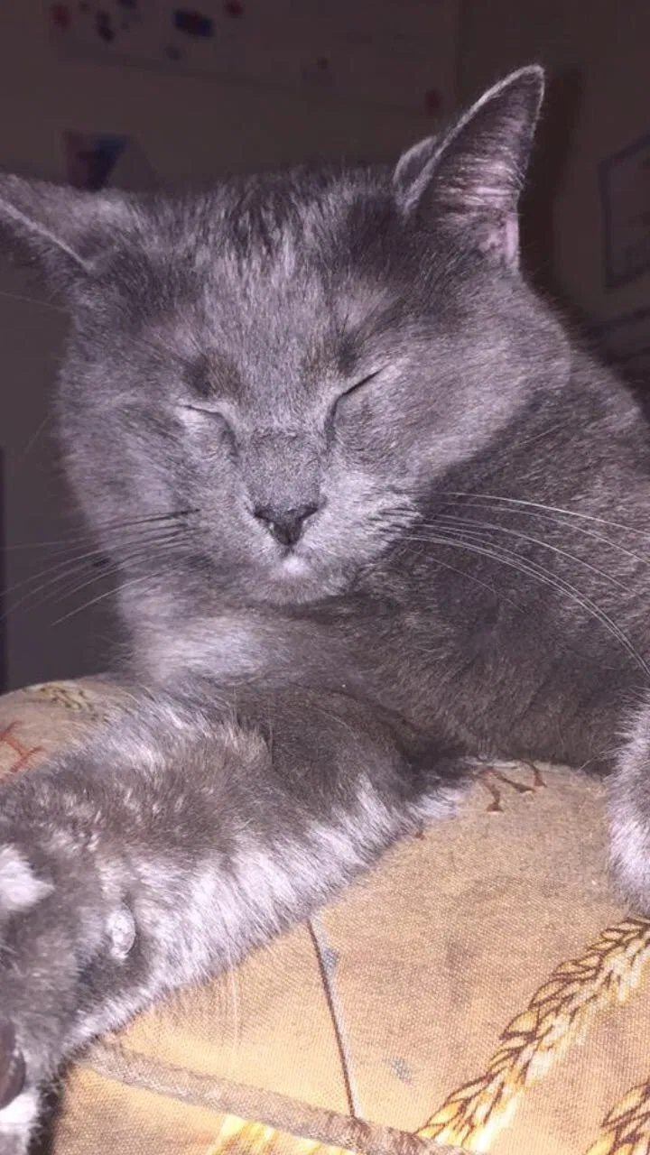 Lost cat in Des Moines, IA, 50309