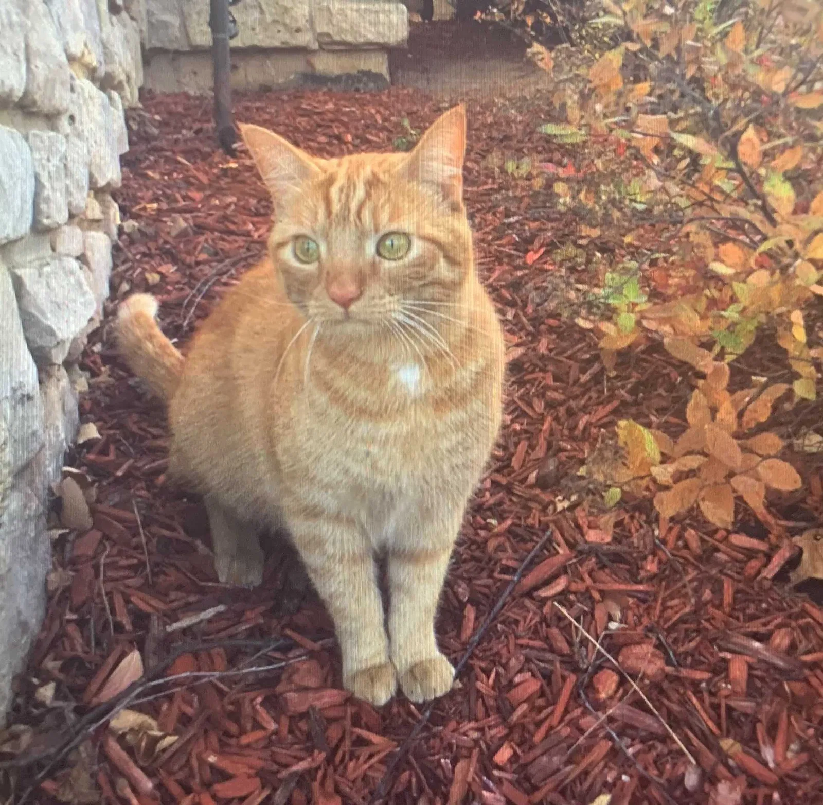 Lost cat in Rockford, IL, 61107