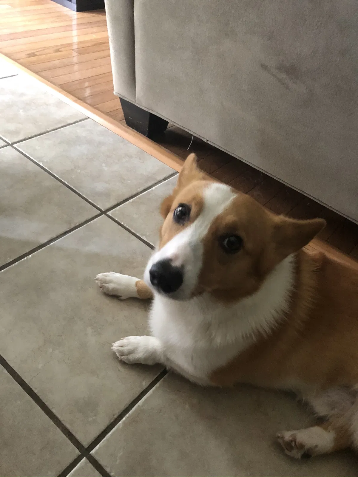 Lost dog in Aberdeen, MD, 21001