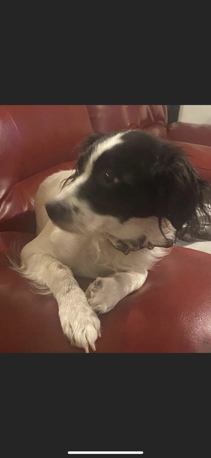 Lost dog in Brentwood, NY, 11717