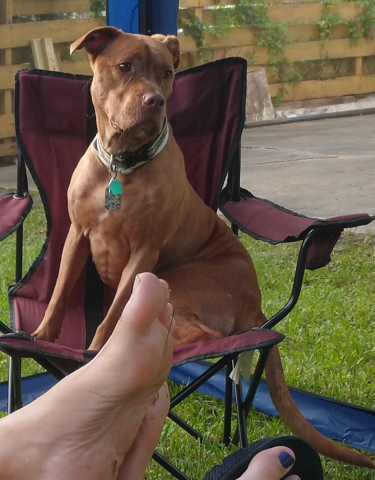 Lost dog in Ormond Beach, FL, 32174