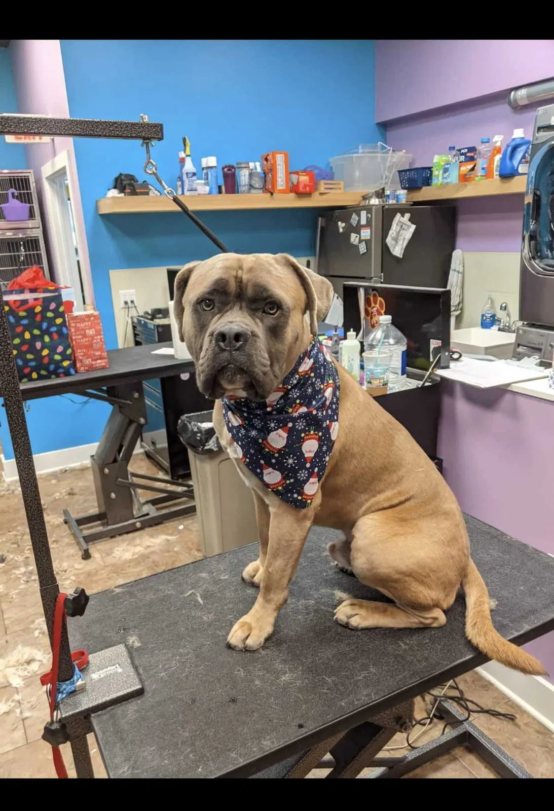 Lost dog in Des Moines, IA, 50315