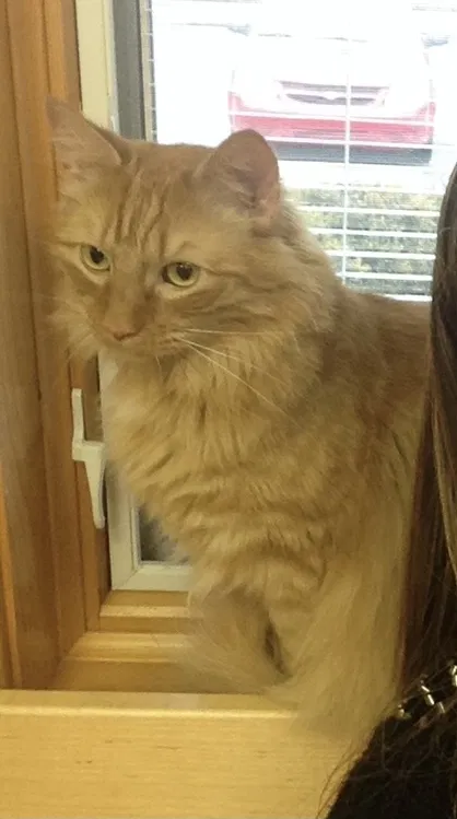 Lost cat in Allentown, PA, 18104