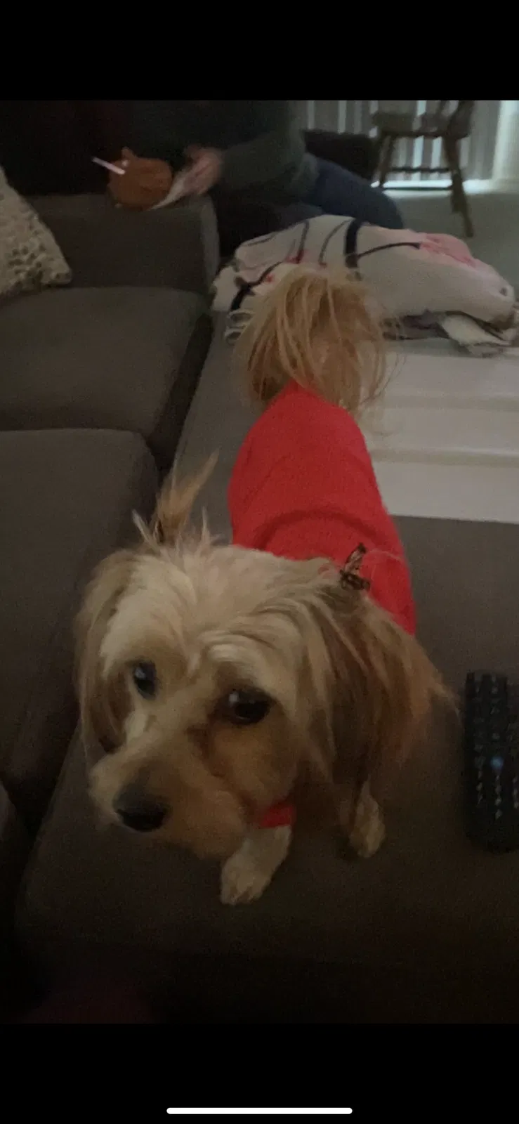Lost dog in Apple Valley, CA, 92307
