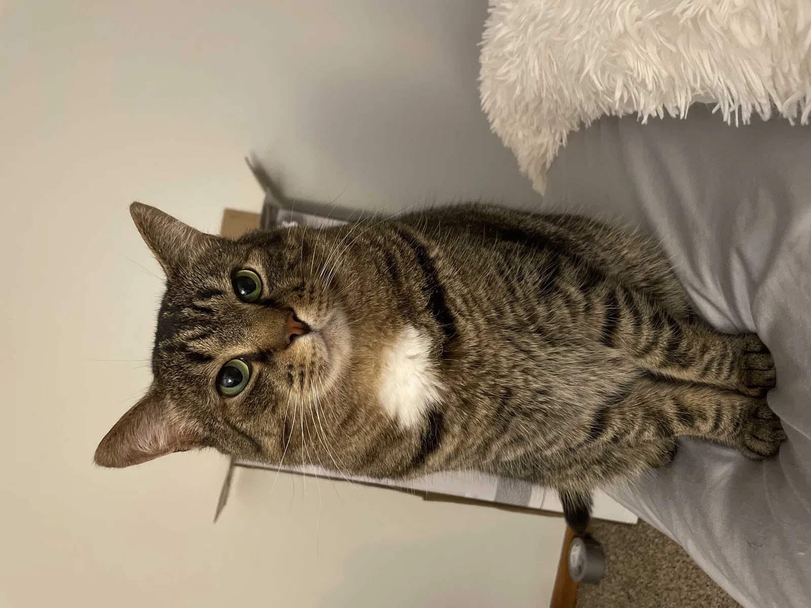 Lost cat in Monroeville, PA, 15146