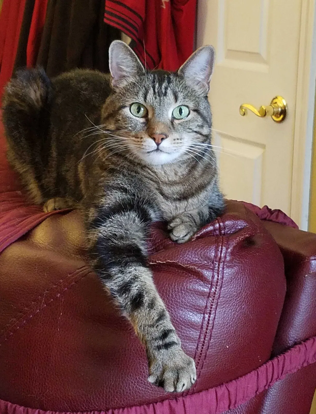 Lost cat in Maryland Heights, MO, 63043
