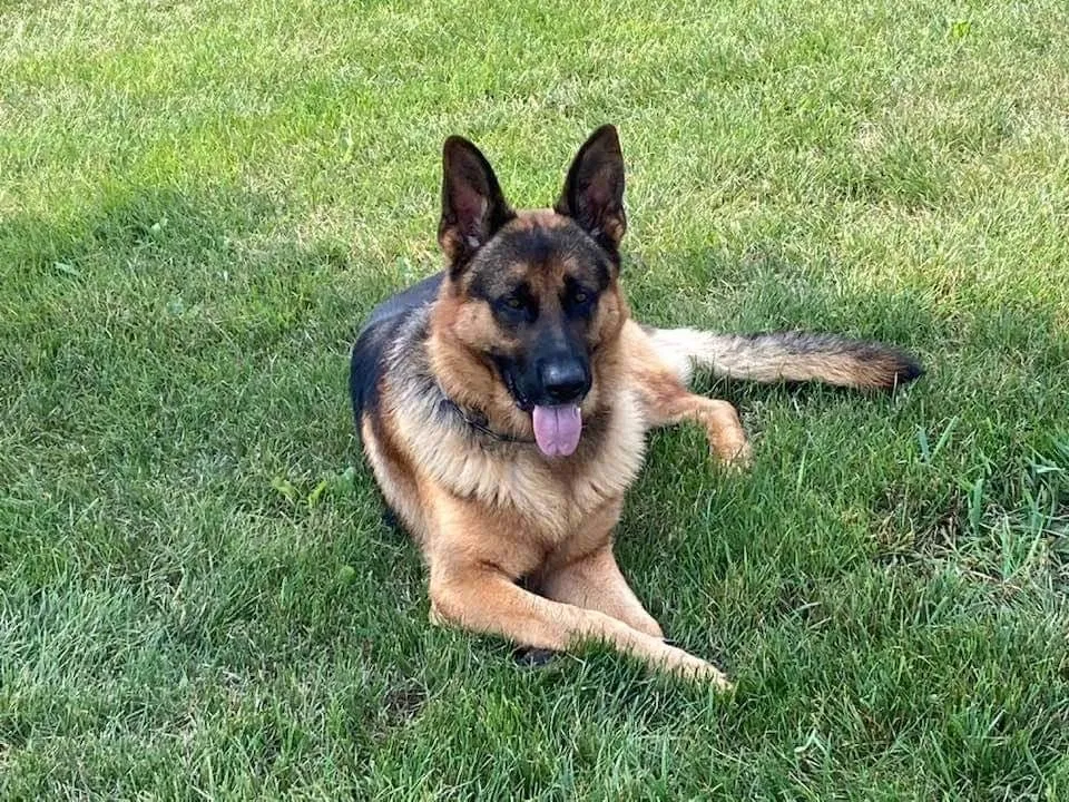 Lost dog in Rockton, IL, 61072