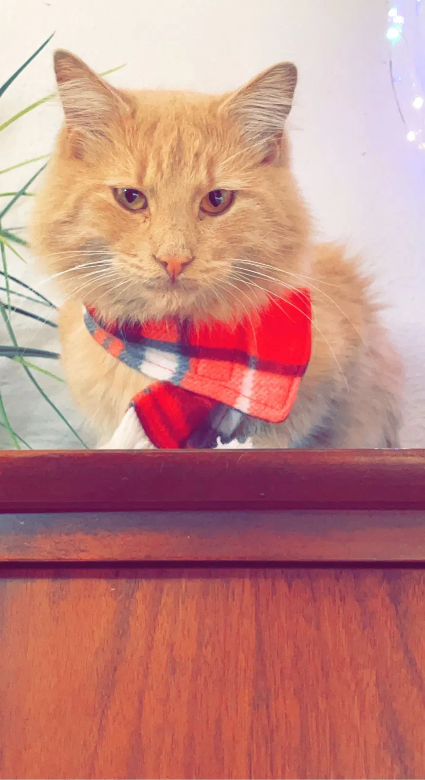 Lost cat in Chandler, AZ, 85225