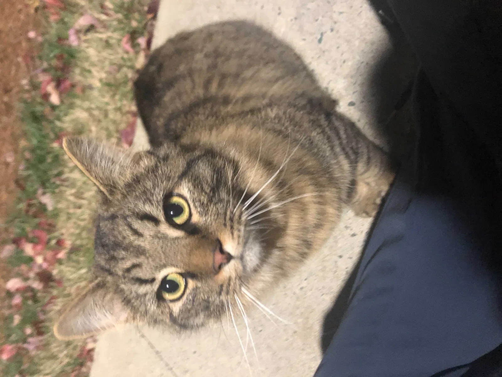 Lost cat in Mebane, NC, 27302