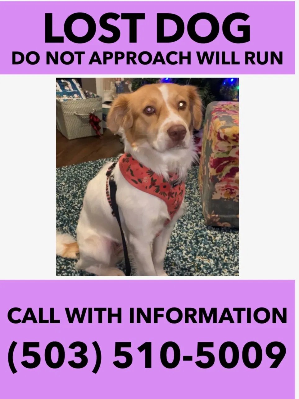 Lost dog in Salem, OR, 97302
