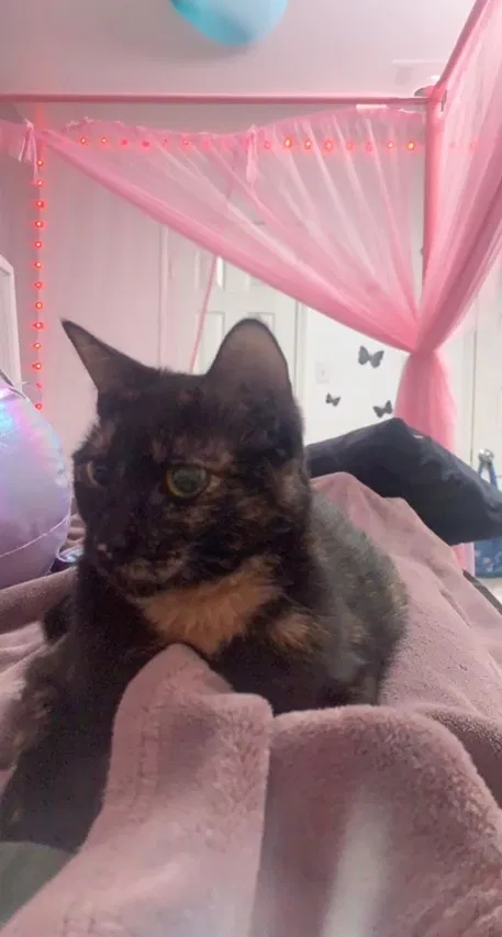 Lost cat in Rockwall, TX, 75032