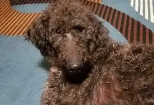 Lost dog in Searcy, AR, 72143