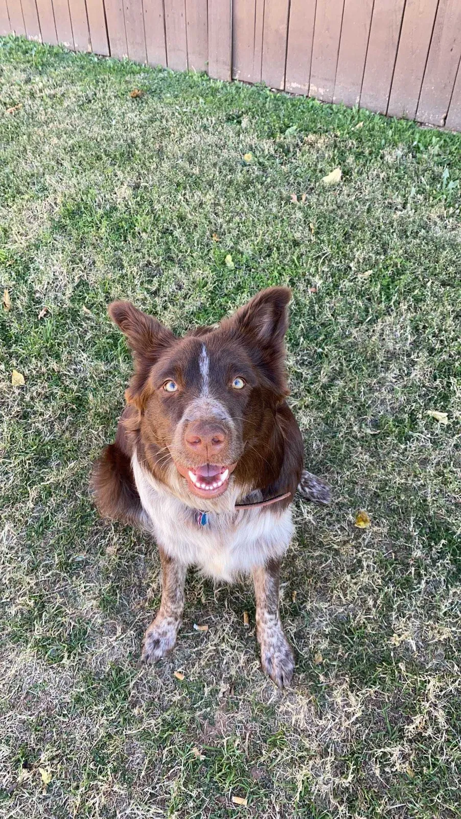 Lost dog in Abilene, TX, 79698