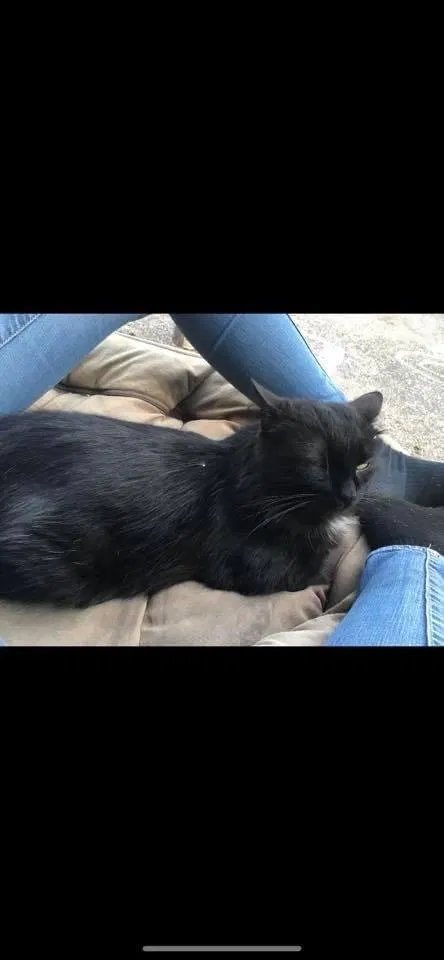 Lost cat in Menasha, WI, 54952