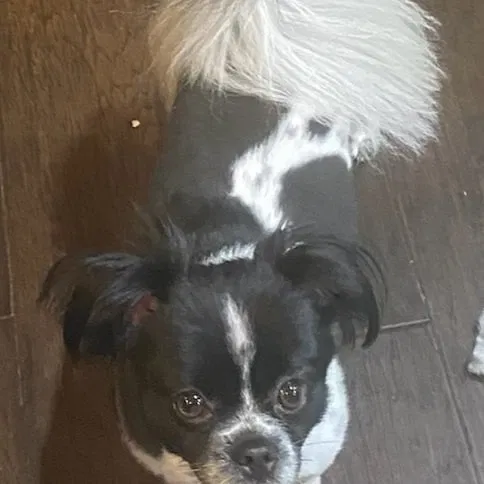 Lost dog in Shreveport, LA, 71101
