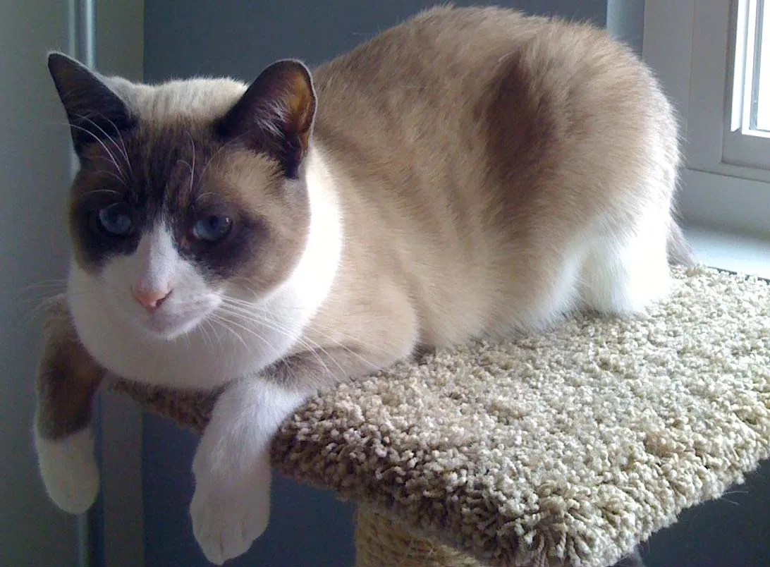 Lost cat in Escondido, CA, 92025