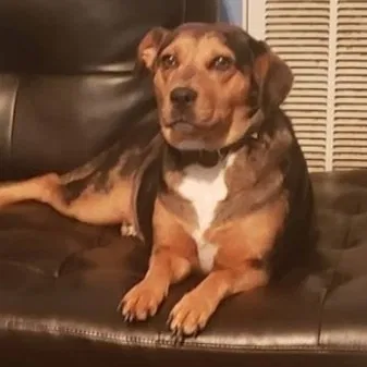 Lost dog in Chattanooga, TN, 37421