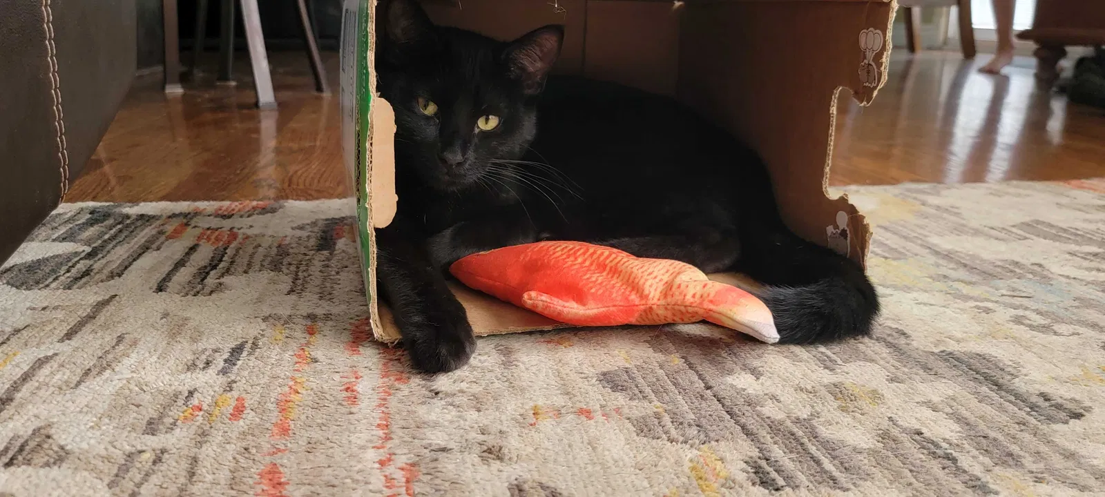 Lost cat in Independence, MO, 64058