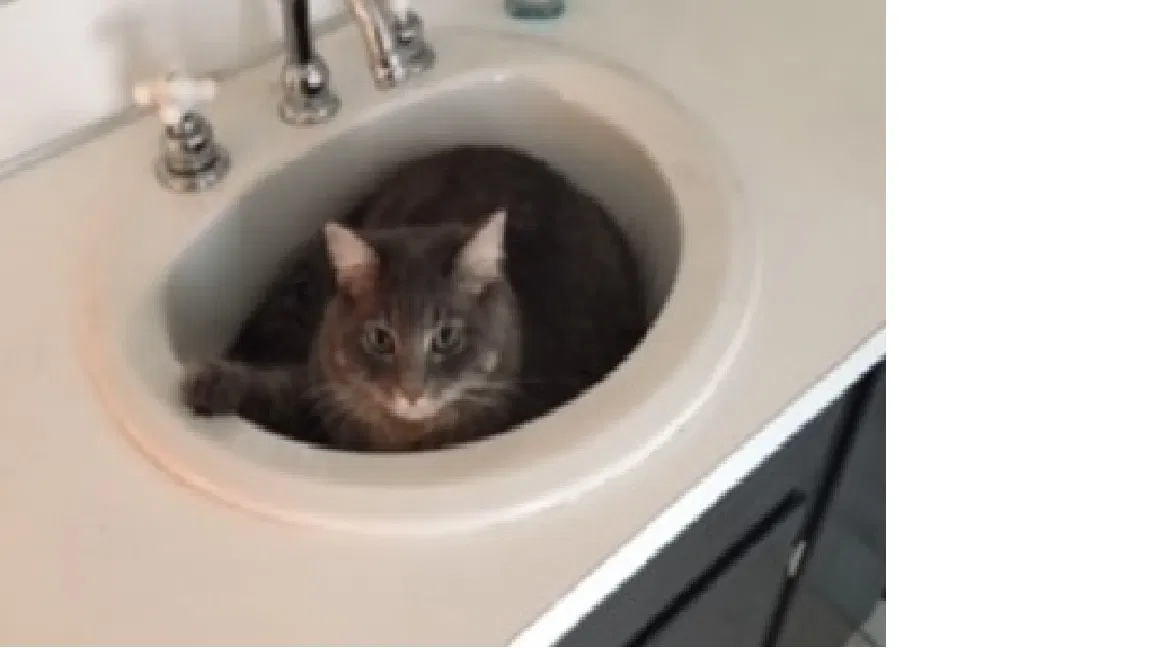 Lost cat in Hurst, TX, 76054