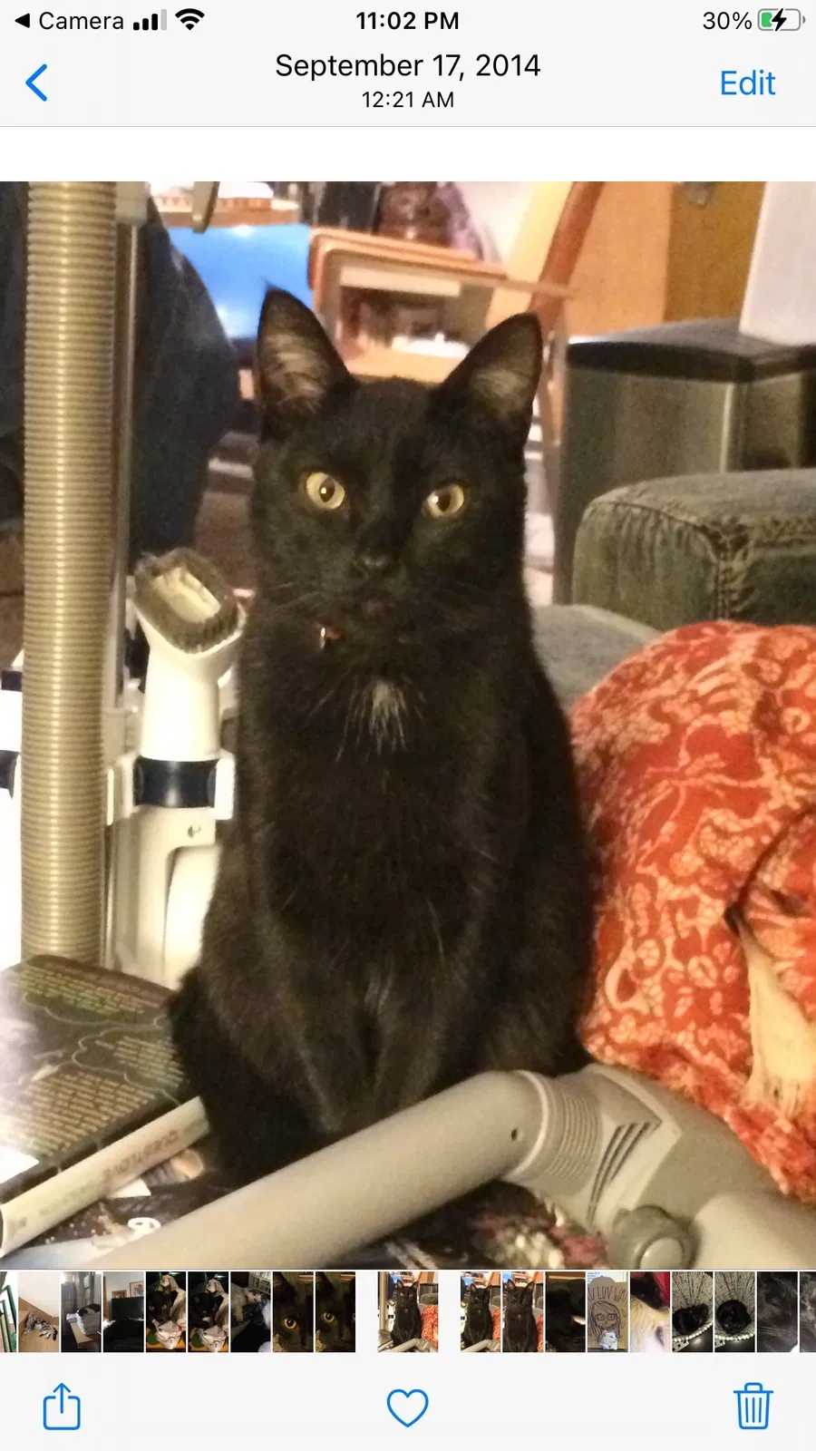 Lost cat in Kansas City, MO, 64116