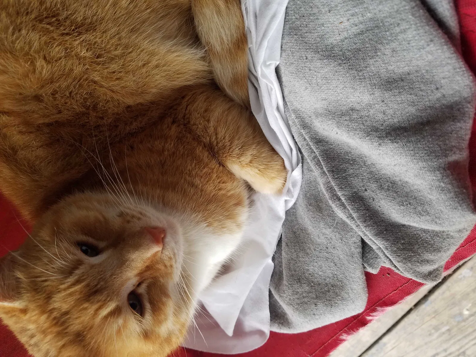 Lost cat in Crowley, LA, 70526
