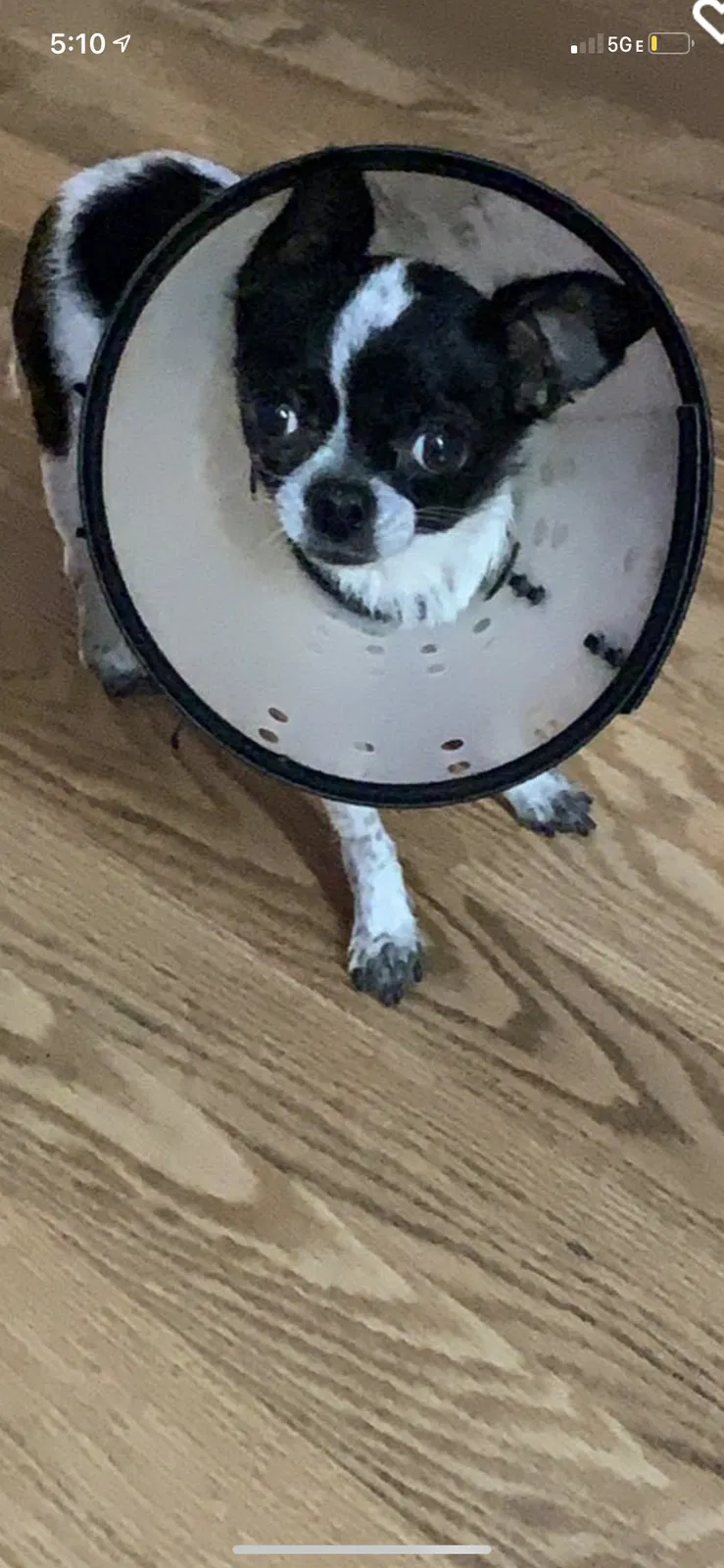 Lost dog in San Diego, CA, 92126
