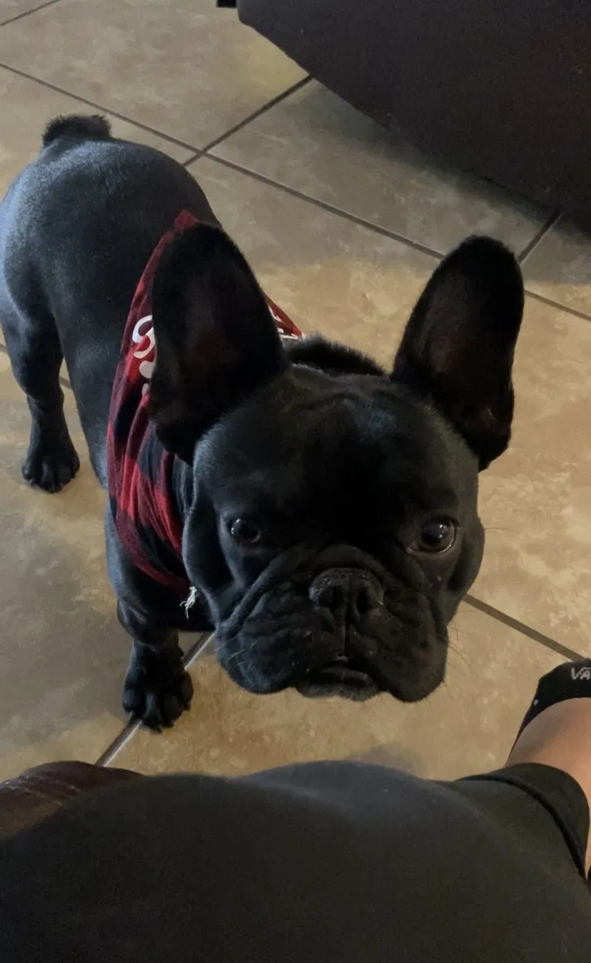 Lost dog in Vado, NM, 88072