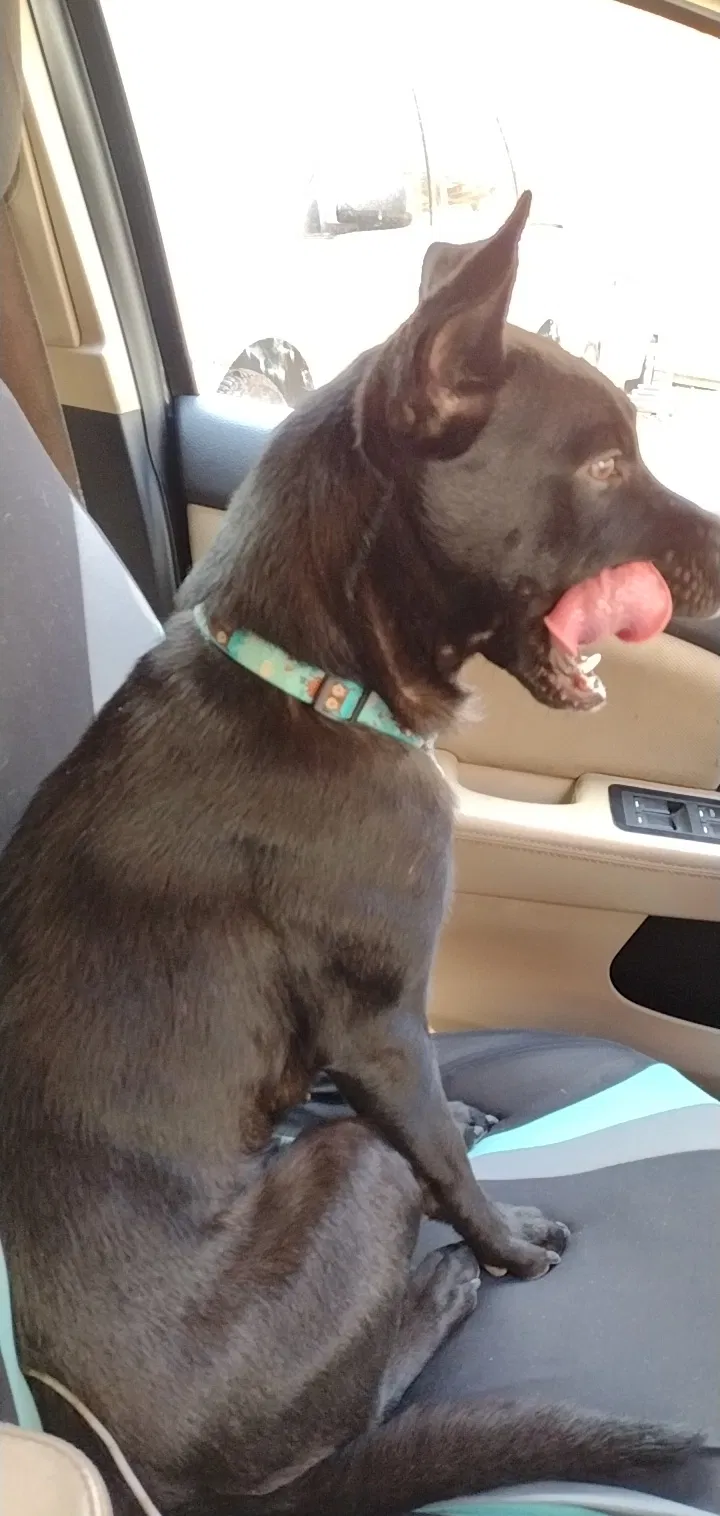 Lost dog in Bassett, VA, 24055
