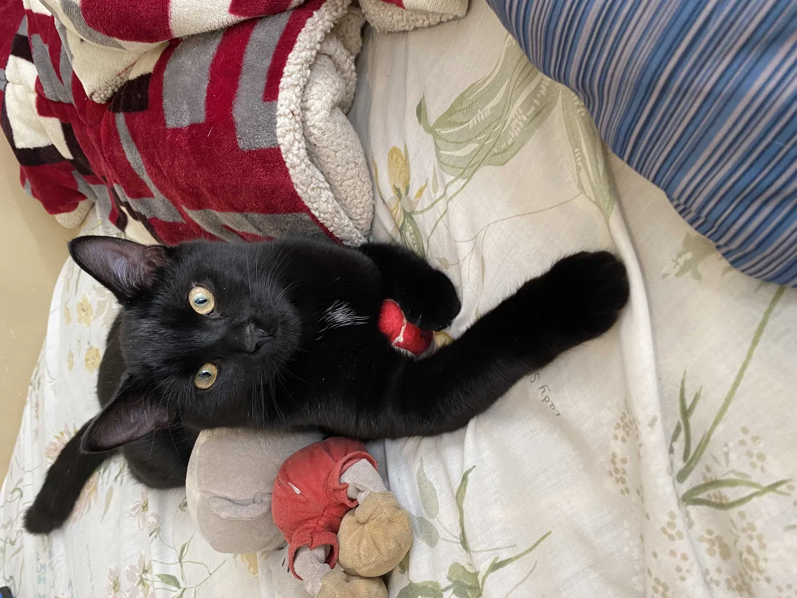 Lost cat in Chicago, IL, 60608