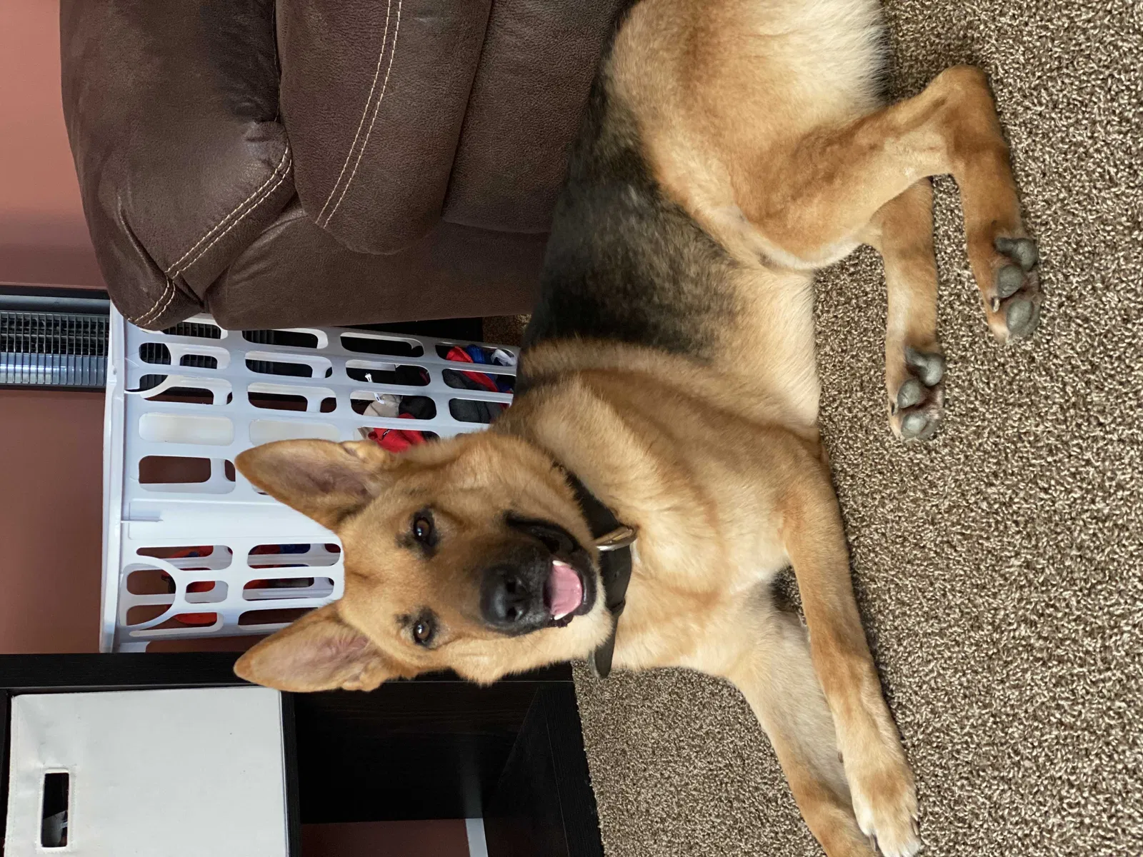 Lost dog in Morral, OH, 43337