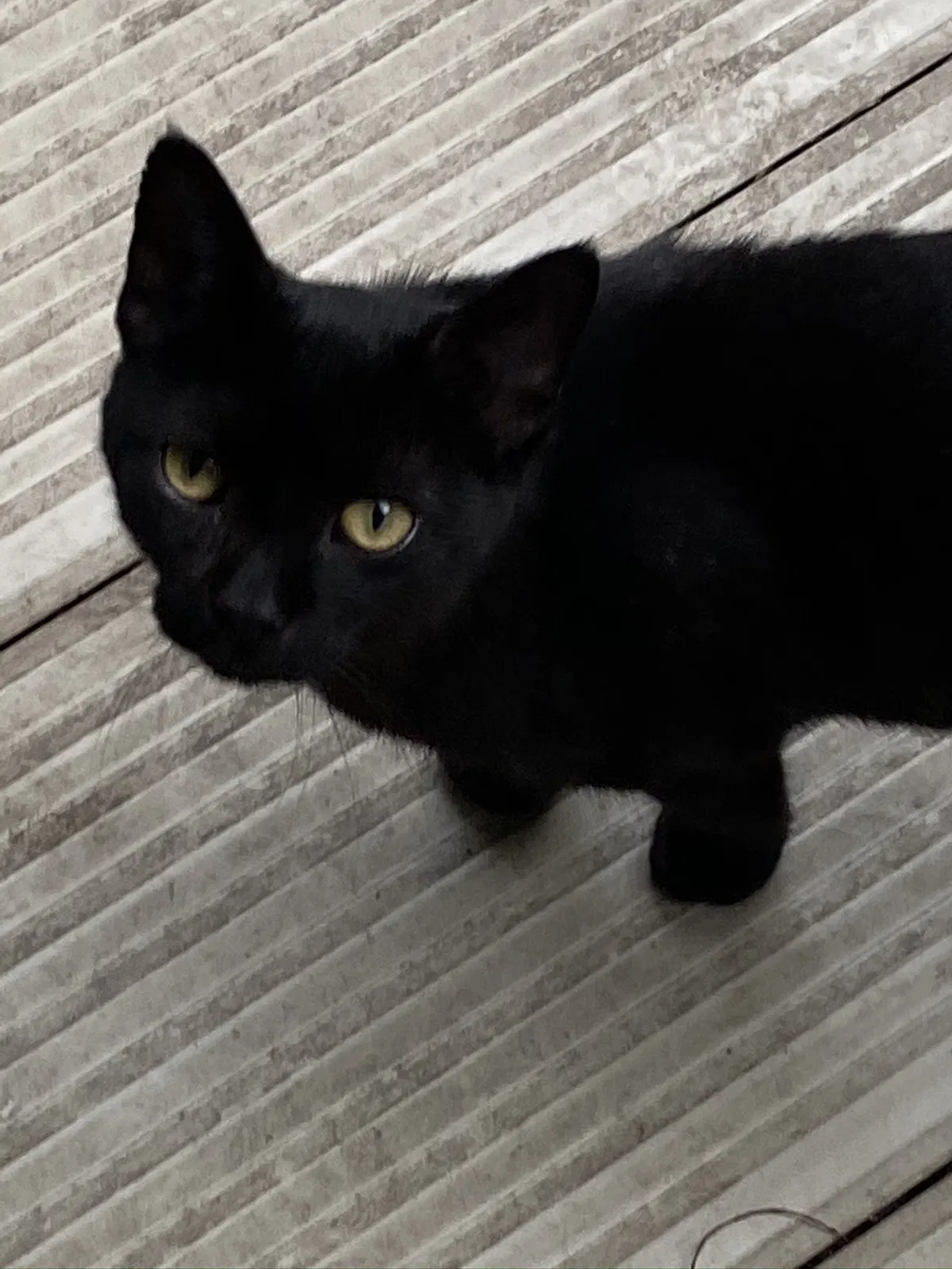 Lost cat in Boone, IA, 50036