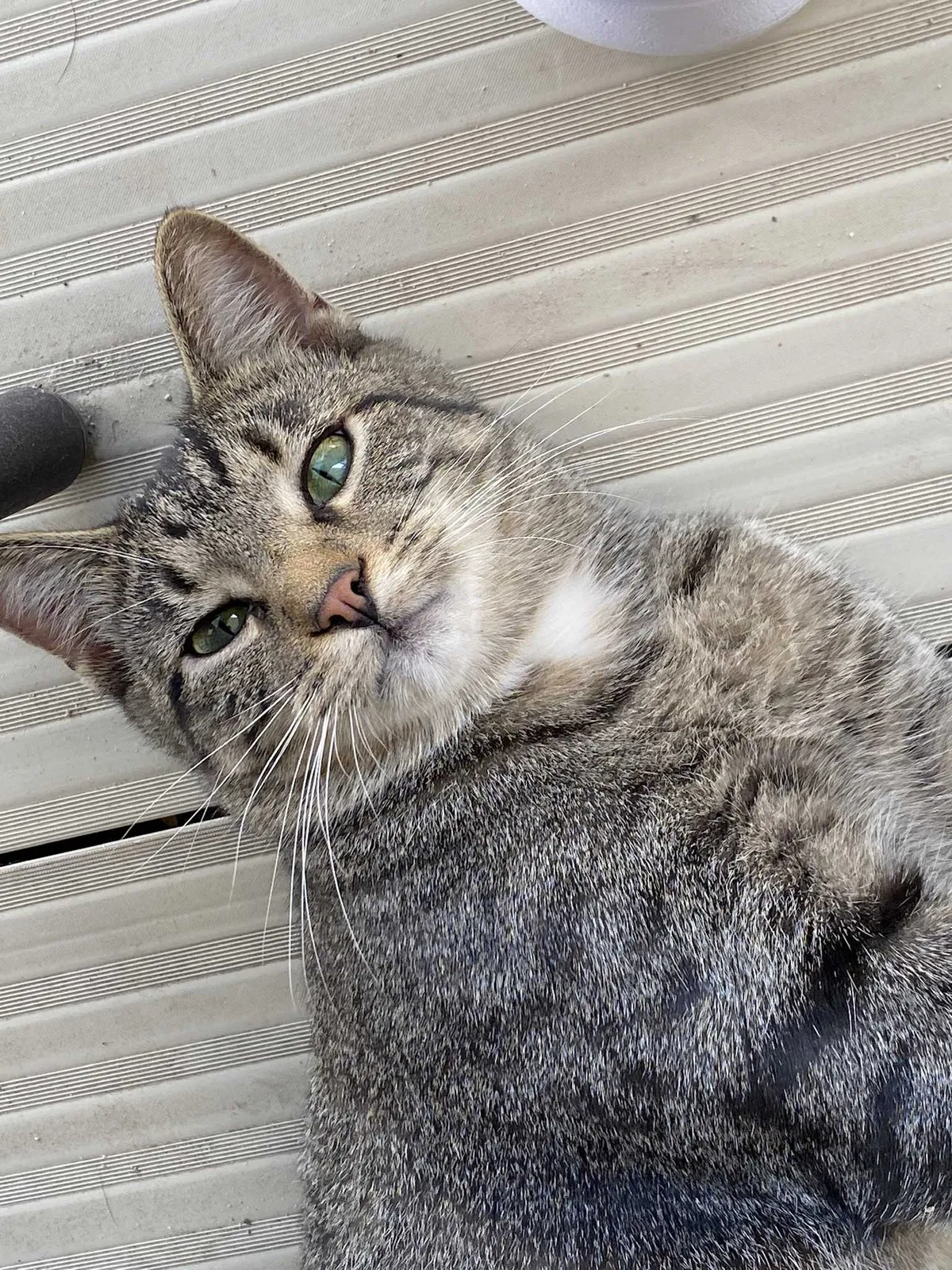 Lost cat in Boone, IA, 50036