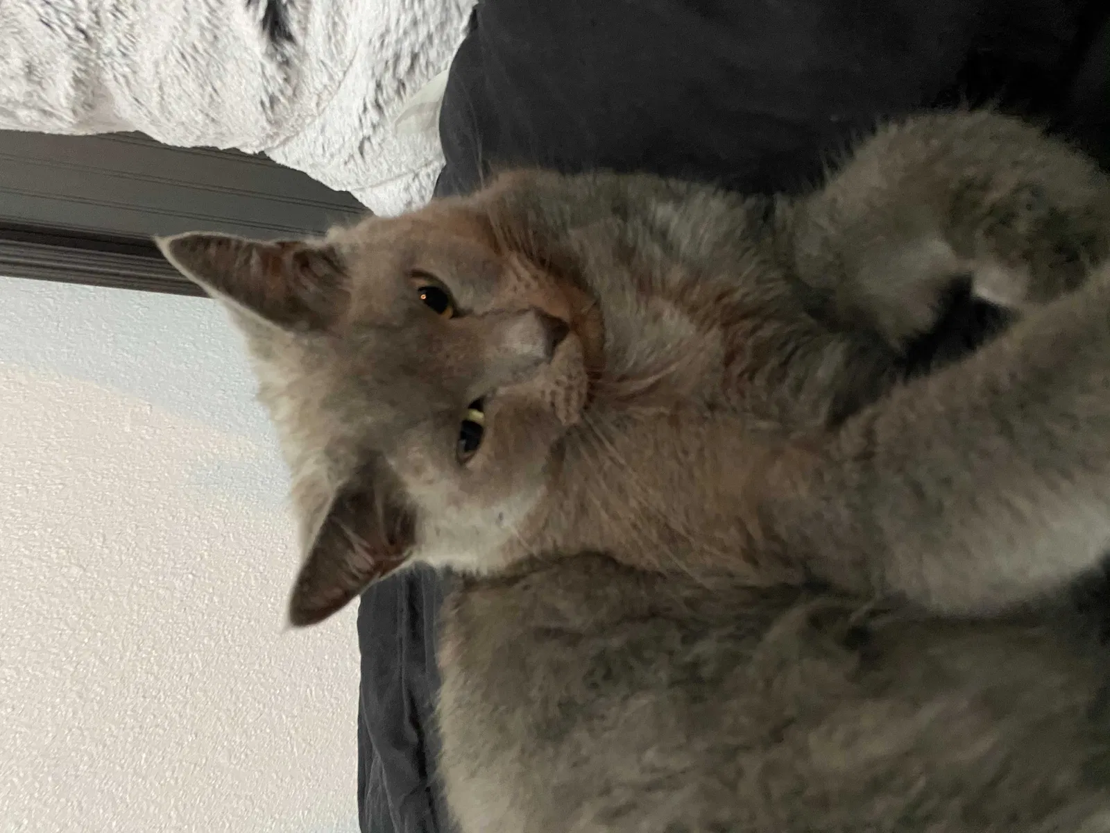Lost cat in Rio Linda, CA, 95673