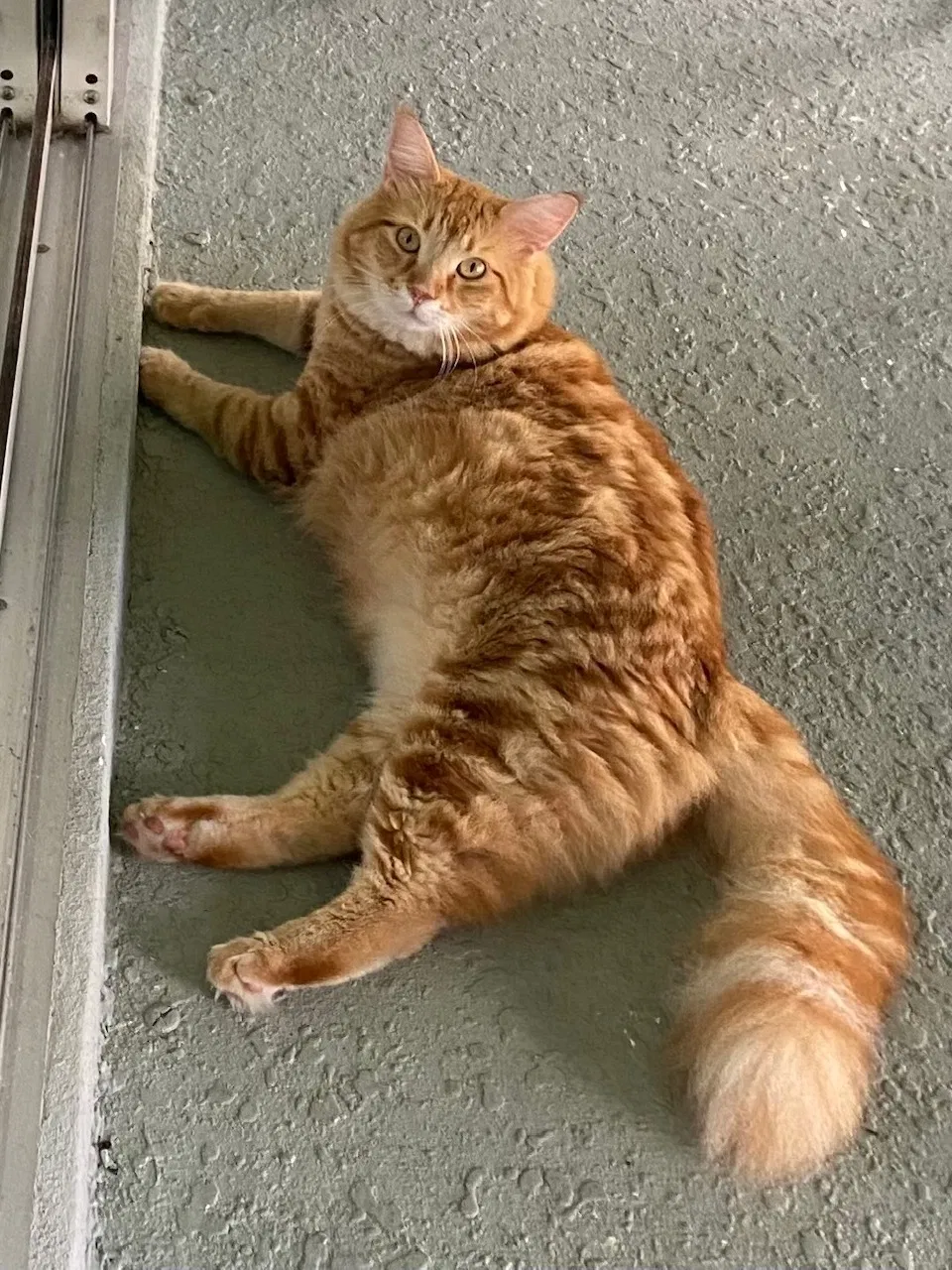 Lost cat in Cape Coral, FL, 33993