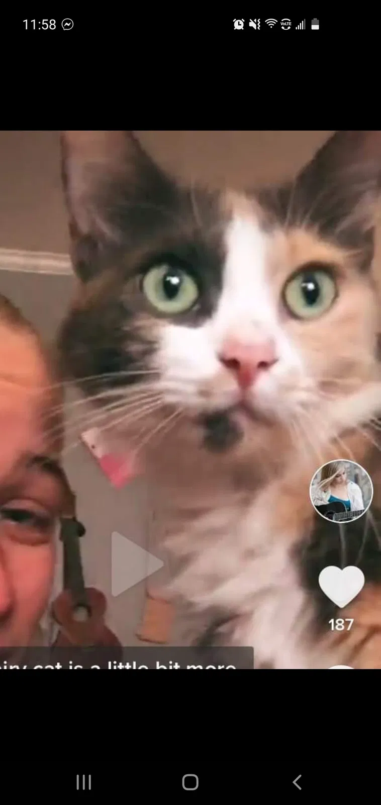 Lost cat in Juliette, GA, 31046