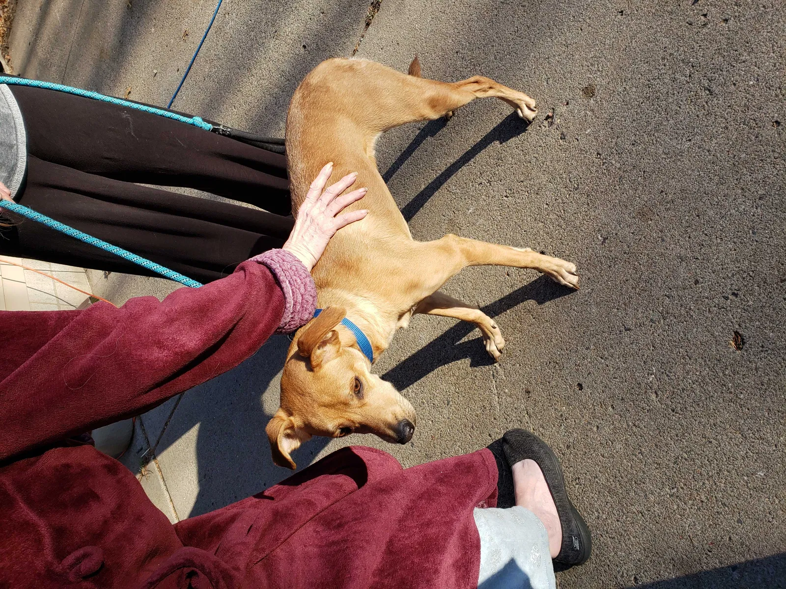 Lost dog in Wyoming, MN, 55092