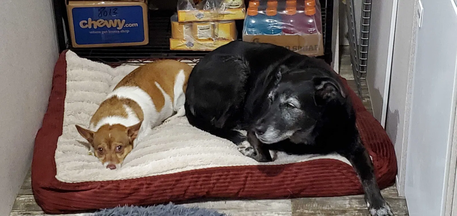 Lost dog in Cresson, TX, 76035