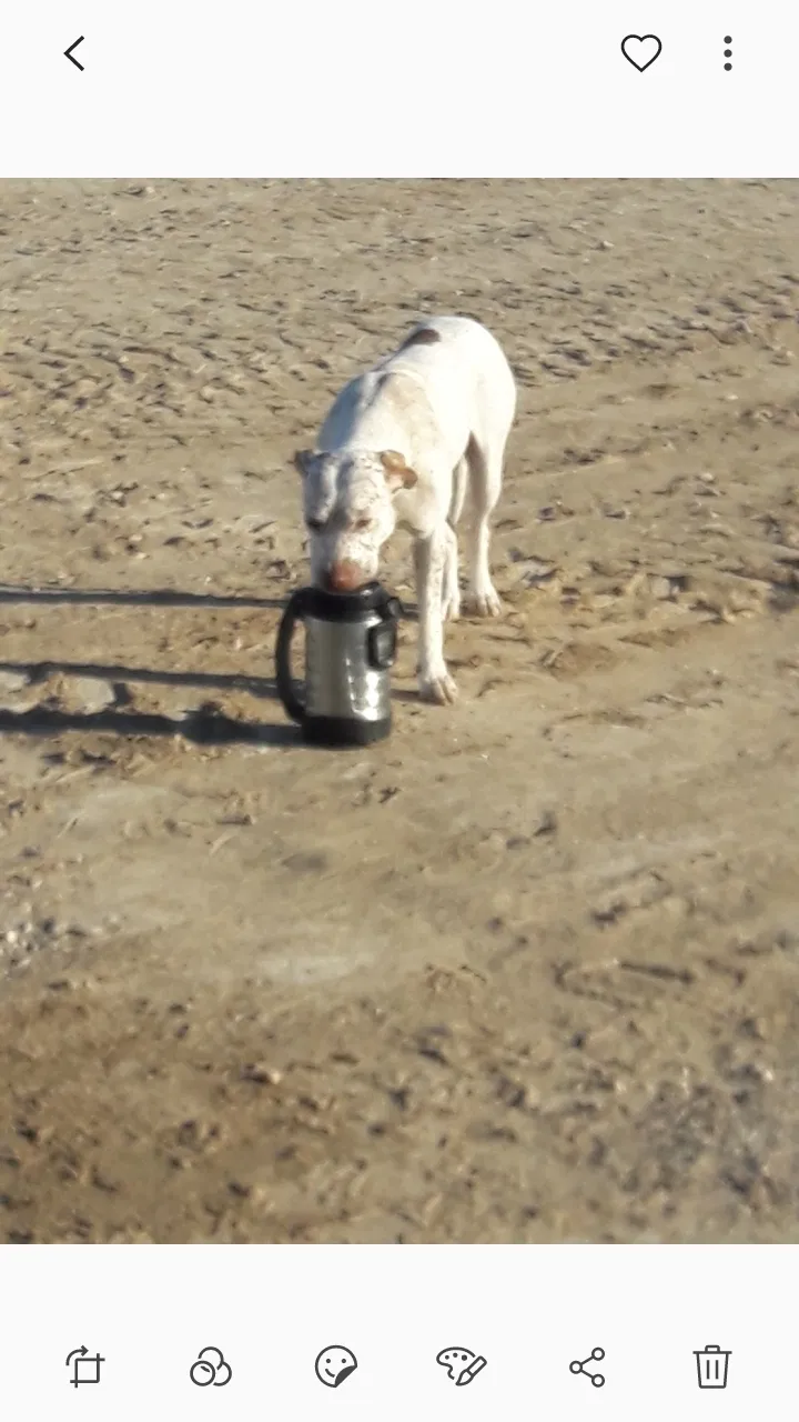 Lost dog in Laredo, TX, 78045