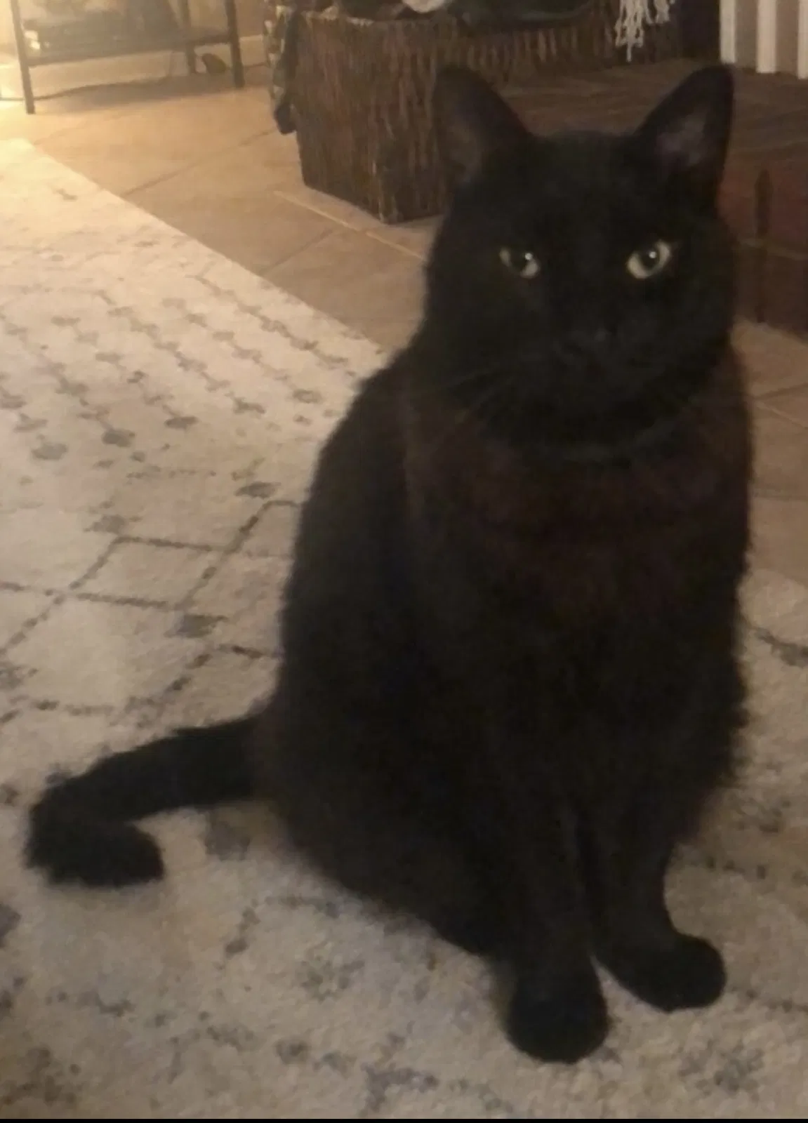 Lost cat in Houston, TX, 77095