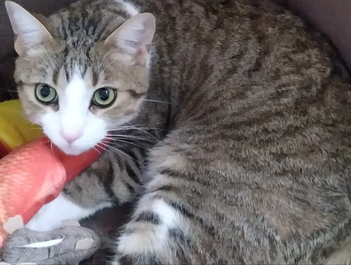 Lost cat in Toledo, OH, 43604