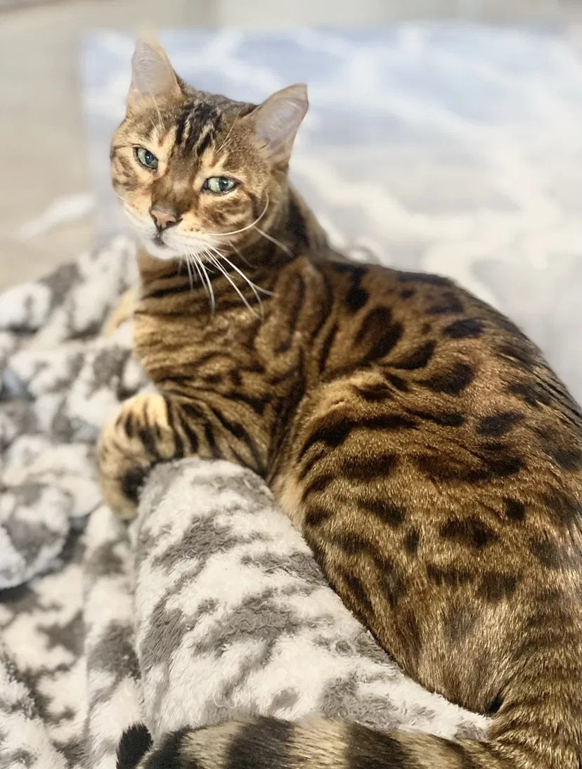 Lost cat in Mansfield, TX, 76063